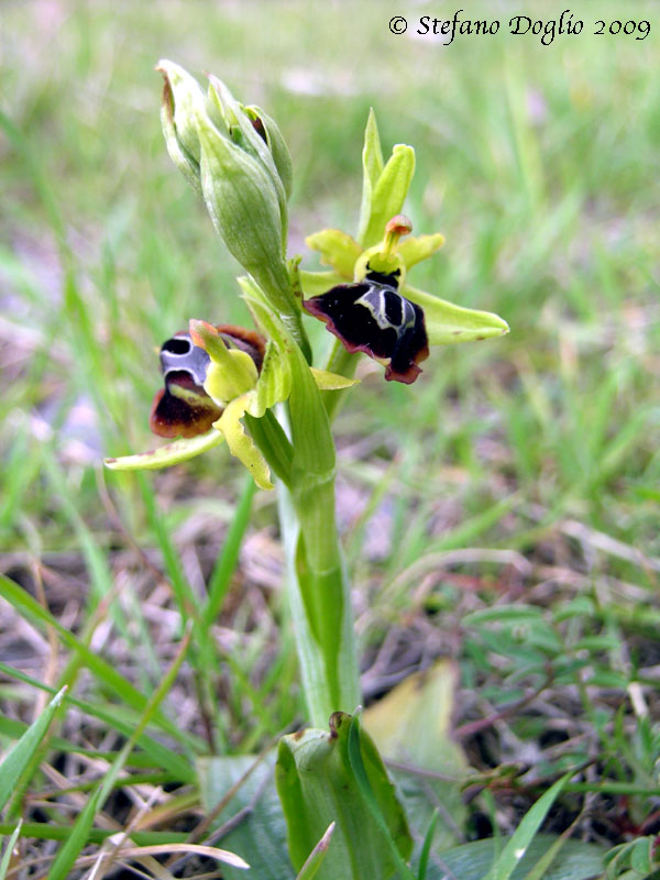 Ophrys aesculapii